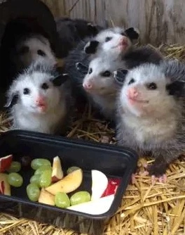 親親發(fā)出吧唧吧唧的聲音-科學(xué)家揭示其背后的生物學(xué)機制與情感表達的重要性