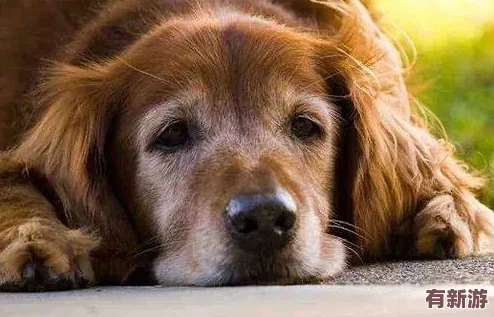 人狗膠配方大全狗狗一：明星寵物也愛(ài)用的神奇配方-竟然能讓毛發(fā)更亮麗！