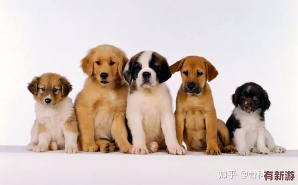 我的狗老公拉婆婆一起貼吧：網(wǎng)友曝光兩人關(guān)系曖昧-引發(fā)熱議和猜測(cè)