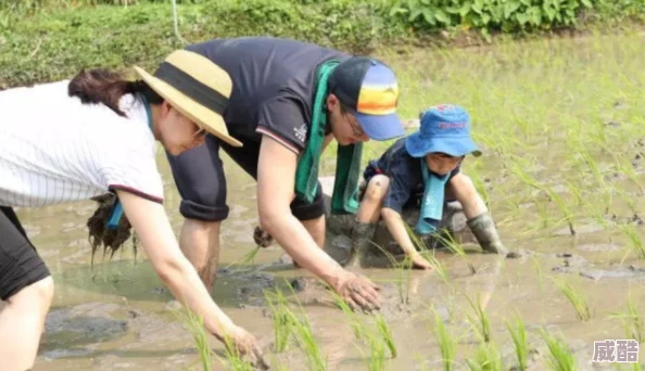夫妻插秧38種方法圖片大全：友評(píng)價(jià)各有千秋-分享經(jīng)驗(yàn)讓插秧變得更輕松有趣