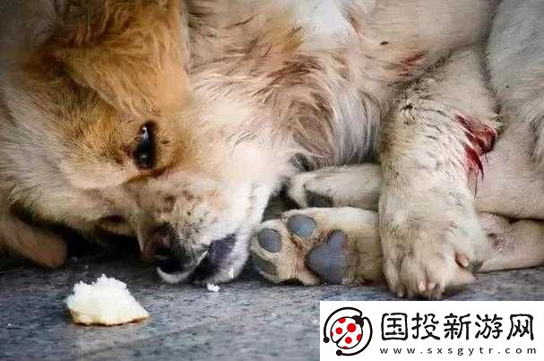 ZOOMSERVO-獸狗：被實驗的狗狗-它們的命運如何