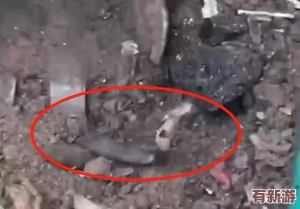 人豬又細(xì)又長(zhǎng)像鉆頭一樣