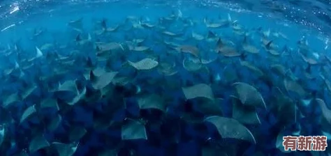 掌握高效捕魚策略