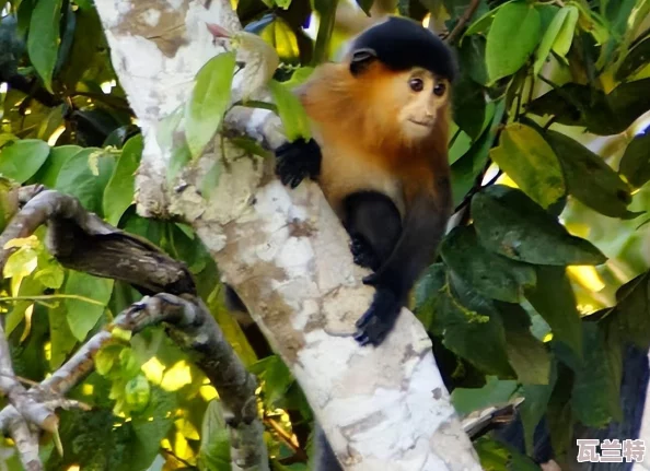 特黃：解析這一獨特現(xiàn)象的生態(tài)影響與相關(guān)物種的適應(yīng)機制-全面理解其在自然界中的重要性