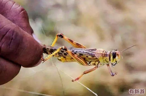 無(wú)人區(qū)編碼6229Jm央視蚱蜢：解析其獨(dú)特生態(tài)特征及在環(huán)境保護(hù)中的重要意義