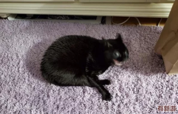 貓咪海外最新地域網(wǎng)名是