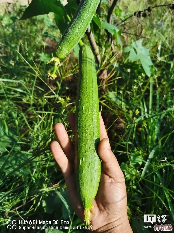 蘇州絲瓜晶體公司：網(wǎng)友熱議其產(chǎn)品質(zhì)量與創(chuàng)新能力-期待更多綠色科技的應(yīng)用與發(fā)展