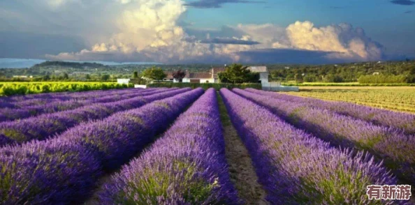 薰衣草研究所入口隱藏2024