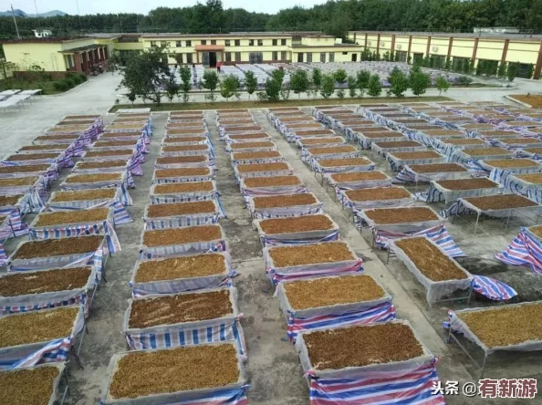 耕種女兒：網(wǎng)友熱議家庭教育與性別角色-如何平衡傳統(tǒng)觀念與現(xiàn)代價(jià)值觀的沖突