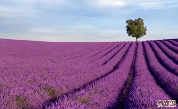 薰衣草研究所入口隱藏2024：揭示香氣療法的科學(xué)基礎(chǔ)與應(yīng)用前景分析