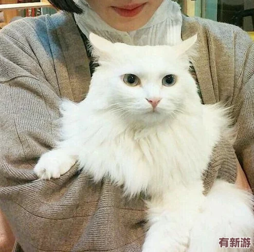 貓咪海外最新地域網(wǎng)名是