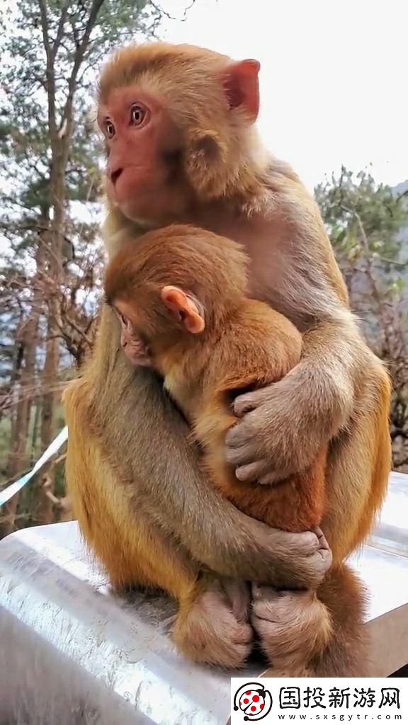 抱媽神句-科技界的新引力法則