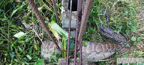 勇闖蛇界巔峰：富貴險(xiǎn)途中的貪吃蛇策略-直面巨蟒挑戰(zhàn)的全面優(yōu)勢解析