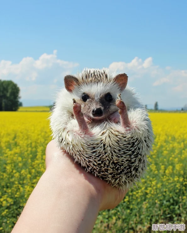 狂野動物園震撼亮相：卷毛野牛炫酷登場-發(fā)型引領動物界新風尚！