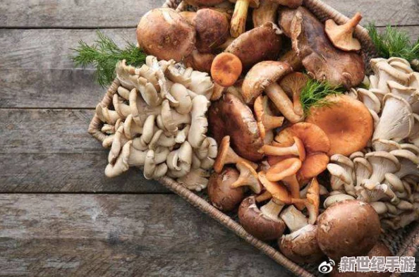 17c爆料-獨家揭秘蘑菇：深入分析蘑菇的種類、營養(yǎng)價值及其在現(xiàn)代飲食中的重要性-帶你了解這一神奇食材的奧秘
