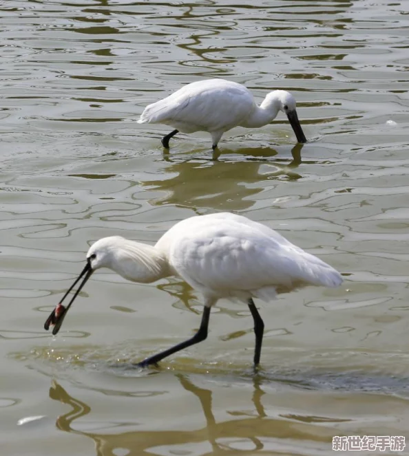 蝌蚪窩在線：全新功能上線-用戶體驗(yàn)大幅提升-助力青少年學(xué)習(xí)與成長(zhǎng)的創(chuàng)新平臺(tái)
