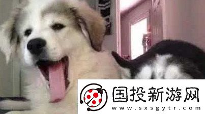 狗都嫌棄的年齡是什么梗網(wǎng)絡(luò)用語-狗都嫌棄的年齡梗意思及出處分享