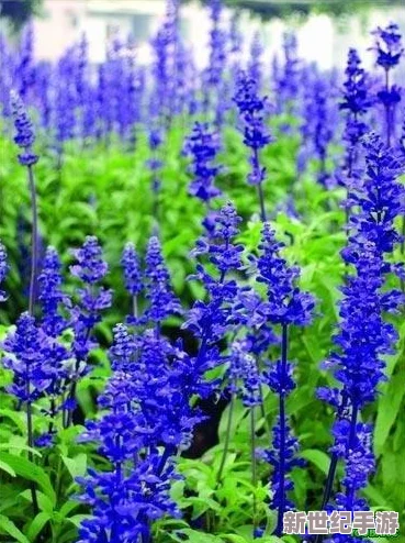 熏衣草研究所2023隱藏入口：關(guān)于香氣療法與心理健康的綜合研究及其應(yīng)用前景分析