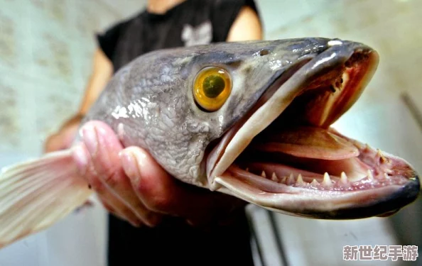 狂漲肥白的玲瓏的肉蚌：海洋生物中獨(dú)特的珍稀美味-營(yíng)養(yǎng)豐富且烹飪方式多樣化的美食揭秘