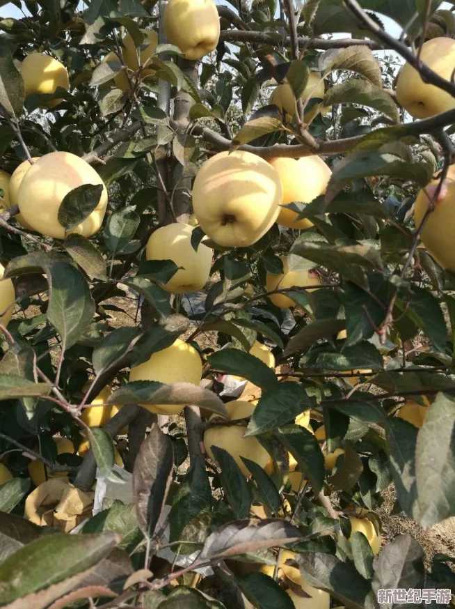 水蜜桃一二三四專區(qū)：探討水蜜桃的品種特點及其在不同地區(qū)的栽培技術與果實品質提升方法