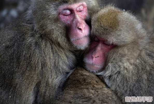 日本老頭GAy胖老頭GAy：探討日本社會中老年男性的性別認同與情感生活-揭示他們在同性戀文化中的獨特經(jīng)歷與挑戰(zhàn)