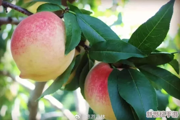 美麗的水蜜桃2最經(jīng)典的一句：品味甜蜜與清新-感受自然的饋贈與心靈的慰藉