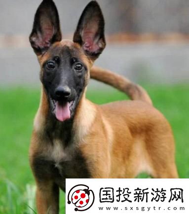 “Zoom馬狗”狂潮來襲-輕松圍觀科技新玩法