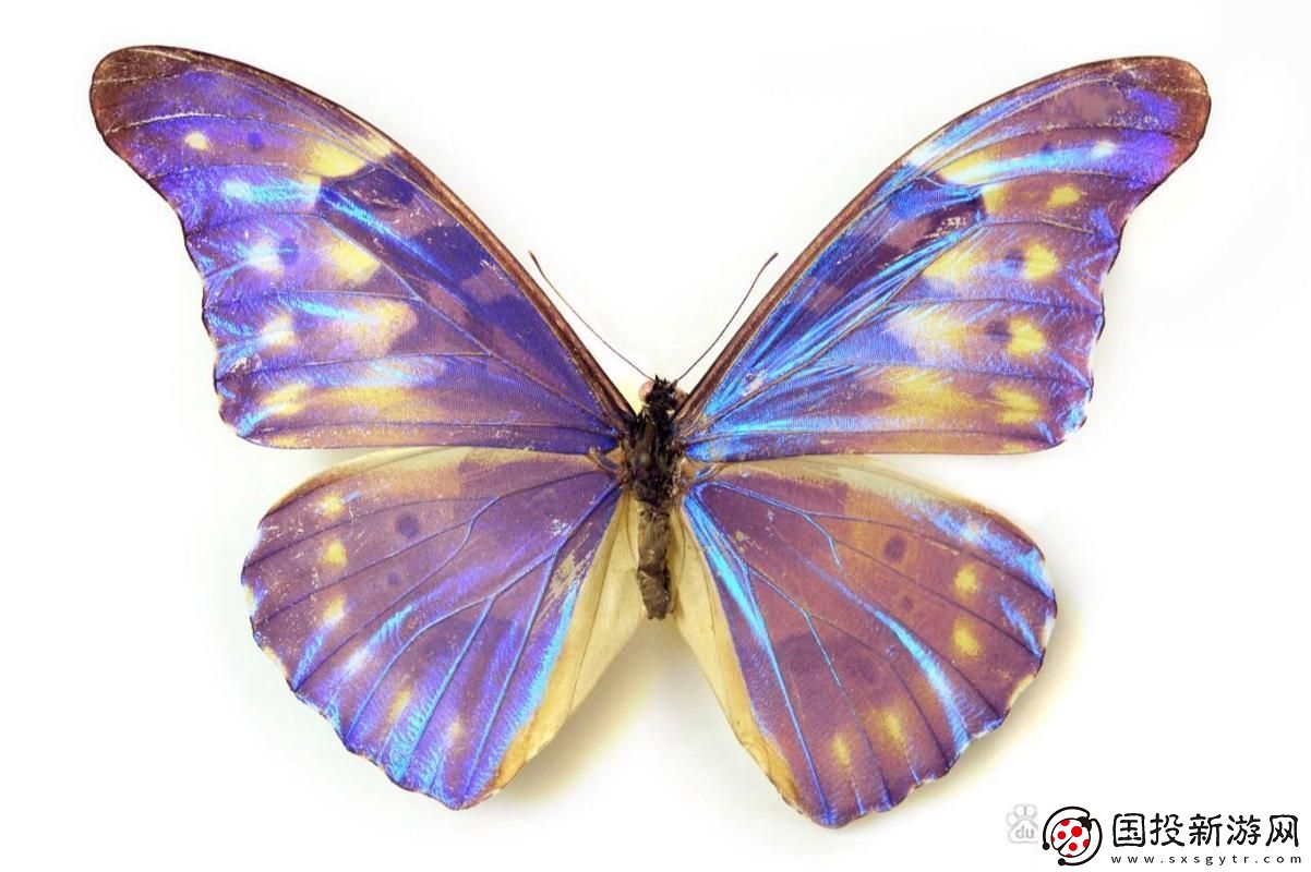 “蝶舞奇觀：女子蝴蝶比笑談科技獨一份”