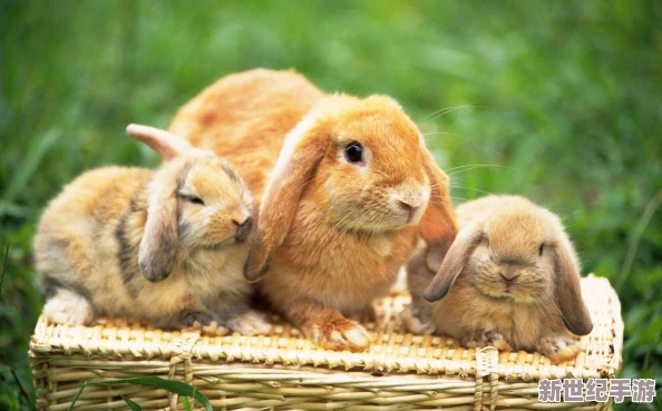 老師你的兔子好可愛