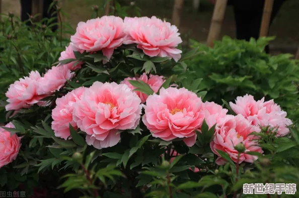 國色天香桃花朵朵開萬事皆勝意-春日盛景吸引游客紛至沓來-共享花海美好時光