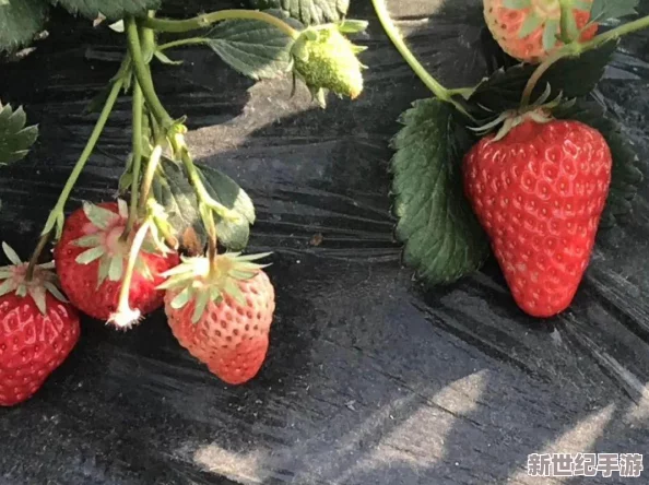 草莓視頻18：一款專注于成人內(nèi)容分享的平臺-提供豐富多樣的視頻資源-滿足用戶的不同需求與興趣