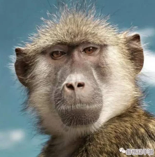 打撲生猴子：震驚全球-科學家發(fā)現(xiàn)新方法能有效控制猴子數(shù)量-保衛(wèi)生態(tài)平衡！