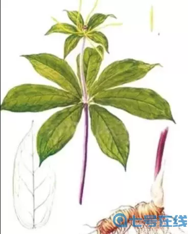 重樓能治什么病