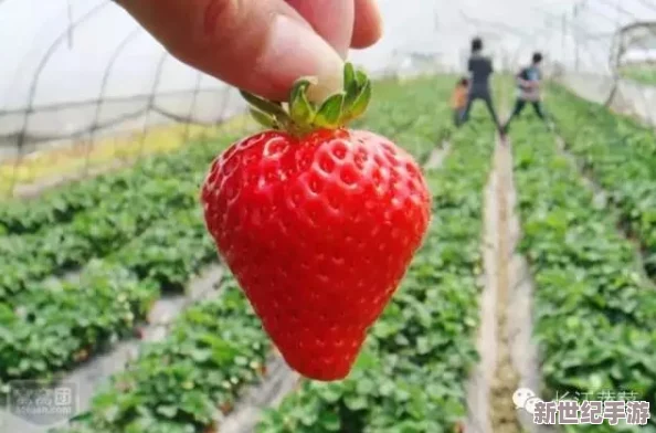 震驚！國產(chǎn)精品一二三產(chǎn)區(qū)草莓竟然在國際市場(chǎng)上大放異彩