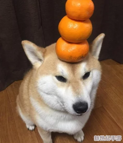 岳的毛又長又多-專家稱其可能成為動物界的超級明星-引發(fā)廣泛關(guān)注與討論！