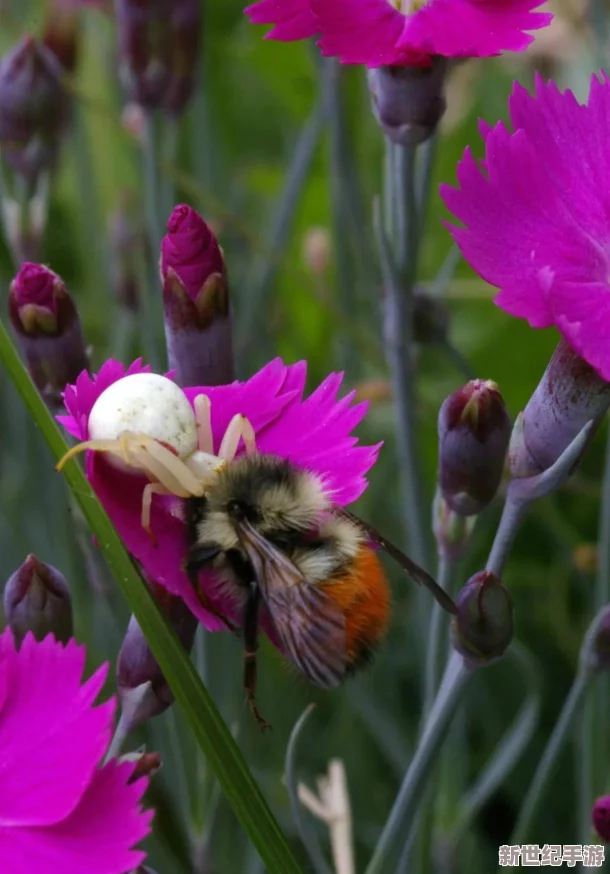 震驚！野花www中發(fā)現(xiàn)令人無法置信的新物種-科學家們對其驚人的適應能力驚嘆不已！