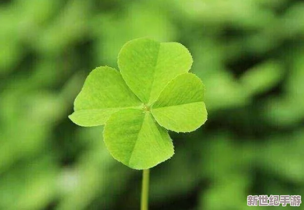 四葉草m碼和歐洲碼的驚人區(qū)別-讓你徹底改變購買決策-別再被錯(cuò)誤尺碼困擾！