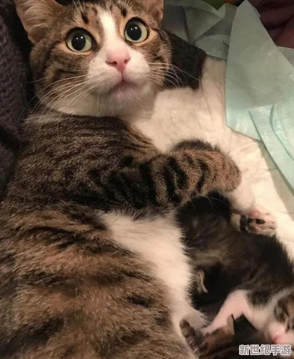 設(shè)計(jì)自己初次給七個(gè)流浪車庫