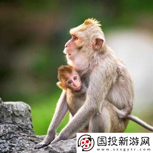 大猴子永遠抱著小猴子的溫馨畫面