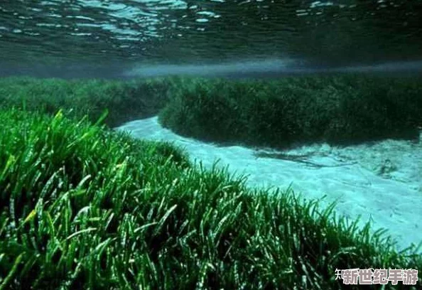 震驚！0adc野草年齡確認竟然超過千年-顛覆歷史認知！