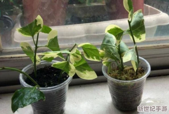 扦插BB有什么好處-驚現(xiàn)多重福利-讓你在家輕松收獲綠色精靈！