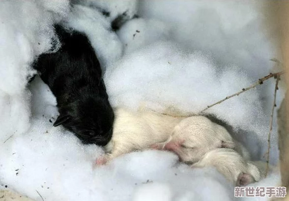 設計自己初次給七個流浪車庫-竟然發(fā)現隱藏財富和失落記憶！