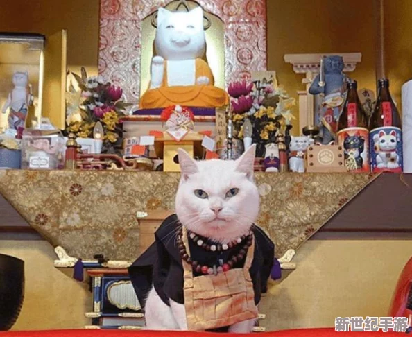 貓咪最新永久地域