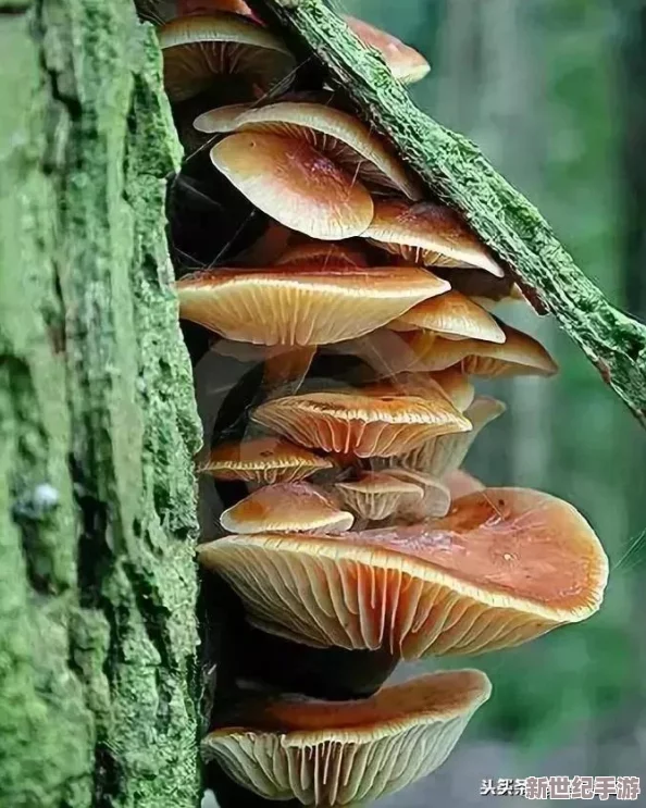 爺爺?shù)哪⒐筋^竟然隱藏著一個不為人知的秘密-令人震驚的發(fā)現(xiàn)讓全家人都是目瞪口呆！