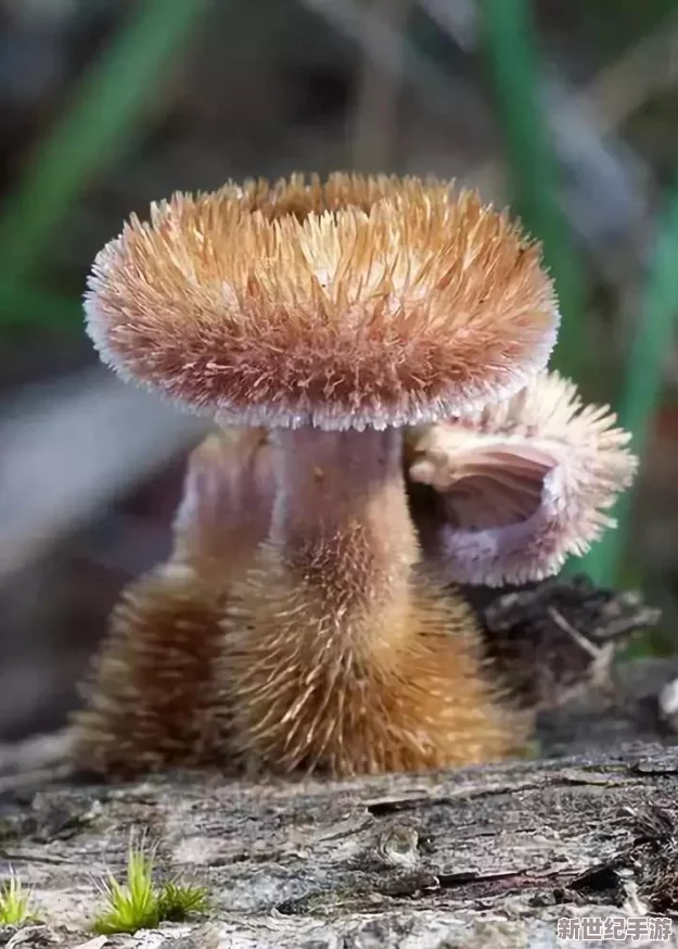 **的蘑菇頭竟然隱藏著一個不為人知的秘密
