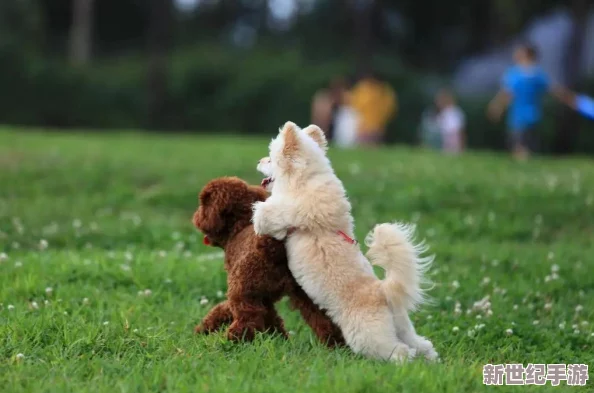 澀澀屋污：探討網(wǎng)絡(luò)文化中“澀澀屋”現(xiàn)象的興起及其對年輕人心理和社交行為的影響與反思