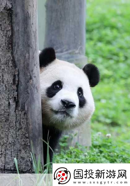 幸福寶APP官導(dǎo)入資源1.探索幸福寶APP：提升生活品質(zhì)的必備工具