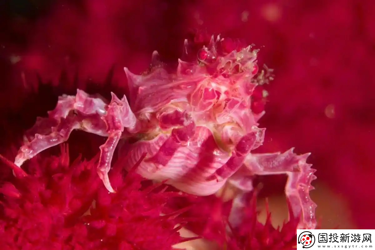 神奇海洋2月13日答案最新2025-糖果蟹之所以得名是因為