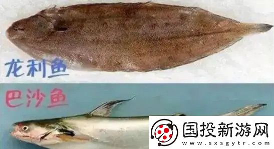 龍利魚和巴沙魚是一種魚嗎-龍利魚和巴沙魚哪個(gè)貴