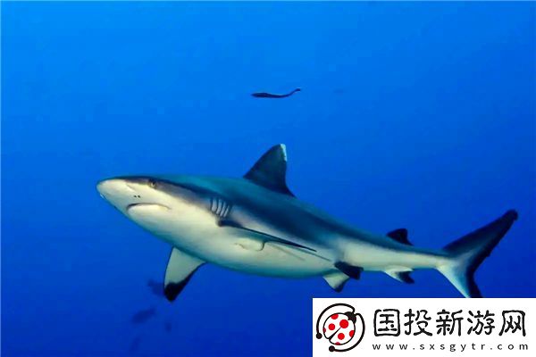 鯊魚能夠快速游動的秘密主要在于